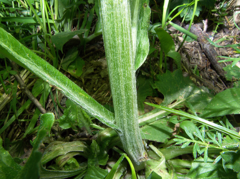 Tephroseris balbisiana / Senecione di Balbis